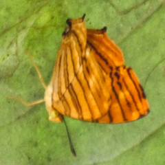 Chersonesia risa risa