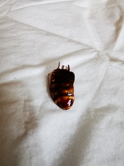 Periplaneta australasiae