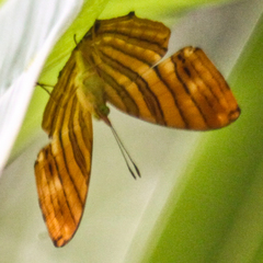 Chersonesia risa risa