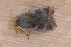 Noctua janthina