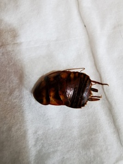 Periplaneta australasiae