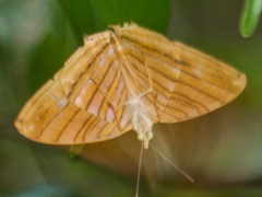 Chersonesia risa risa