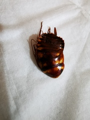 Periplaneta australasiae