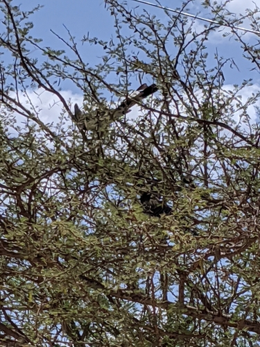 White-bellied Go-away-bird