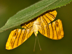 Chersonesia risa risa