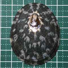 Cellana testudinaria