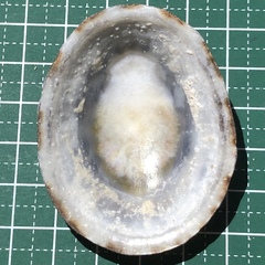 Cellana testudinaria