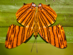 Chersonesia risa risa