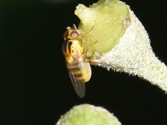 Thaumatomyia notata