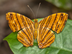 Chersonesia risa risa