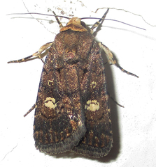 Athetis leuconephra