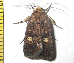 Athetis leuconephra