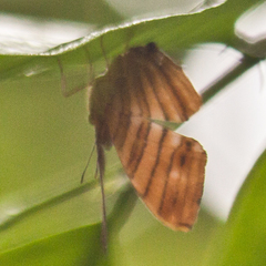 Chersonesia risa risa