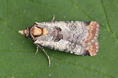 Epilecta linogrisea