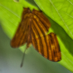 Chersonesia risa risa