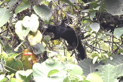 Callosciurus prevostii pluto