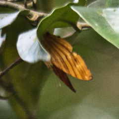 Chersonesia risa risa