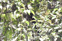 Callosciurus prevostii pluto