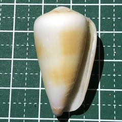 Conus planorbis