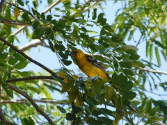 Icterus mesomelas
