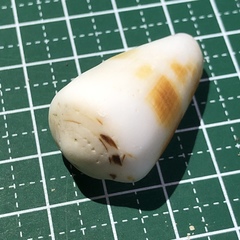 Conus planorbis