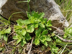 Osmitopsis dentata
