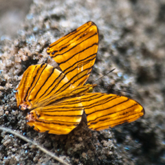 Chersonesia risa risa