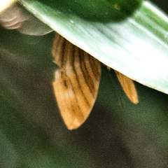 Chersonesia risa risa