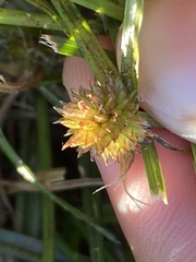 Cyperus brevifolioides