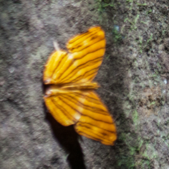 Chersonesia risa risa