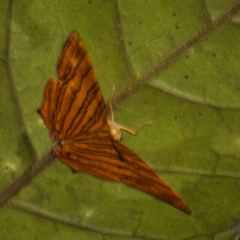 Chersonesia risa risa