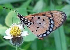 Acraea terpsicore