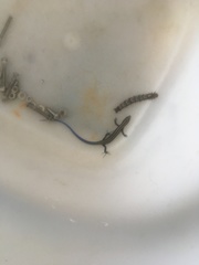 Plestiodon stimpsonii