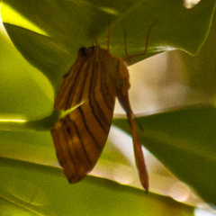 Chersonesia risa risa