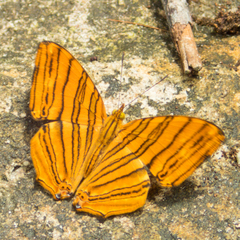 Chersonesia risa risa