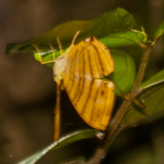 Chersonesia risa risa