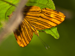 Chersonesia risa risa