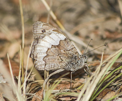 Hipparchia syriaca