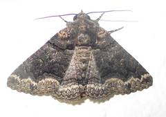Pericyma atrifusa
