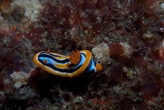 Chromodoris celinae