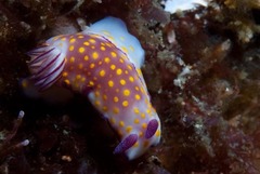 Hypselodoris pulchella