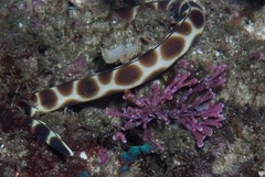 Myrichthys maculosus