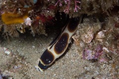 Myrichthys maculosus