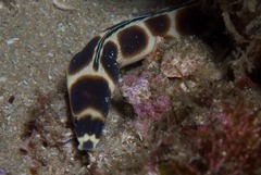 Myrichthys maculosus