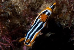 Chromodoris quadricolor