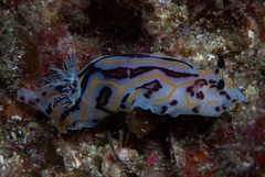 Halgerda dichromis
