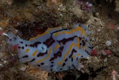 Halgerda dichromis