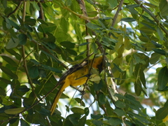 Icterus mesomelas