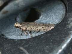 Monochroa quinquepunctella