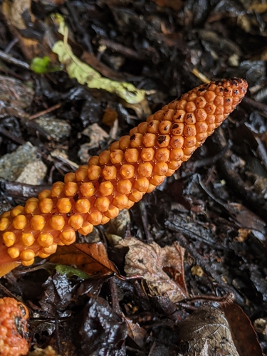 Balanophora laxiflora (Balanophora laxiflora)